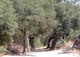 corriganville-jungle-jim-pool-1