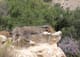 corriganville-jungle-jim-pool-6