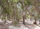 corriganville-sherwood-forest-1